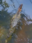Water Monitor.JPG (84 KB)